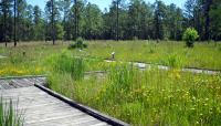 The Crosby Arboretum, Picayune, MS