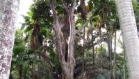 Photo by Honolulu Botanical Gardens:: ::The Cultural Landscape Foundation