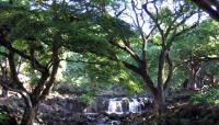Photo courtesy Honolulu Botanical Gardens::The Cultural Landscape Foundation