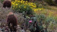 Photo by Phoenix Parks and Recreation::2008::The Cultural Landscape Foundation