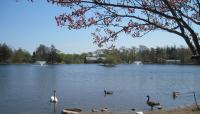 Photo courtesy Friends of Buttonwood Park:: ::The Cultural Landscape Foundation