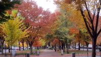 Commonwealth Avenue Mall