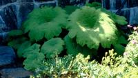 Esther Wright's Walled Garden, Cape Elizabeth, ME