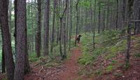 Tanglewood, Lincolnville, ME