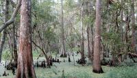 Jean Lafitte National Historic Park and Preserve, New Orleans, LA