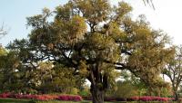 Airlie Gardens, Wilmington, NC