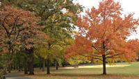 Alley Pond Park, Queens, NY