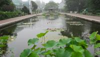 Photo by Rebecca Bullene::2011::Brooklyn Botanic Gardens