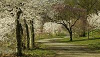 Branch Brook Park, Newark, NJ 