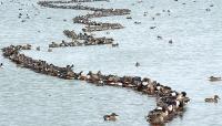 Photo courtesy Austin Water Center for Environmental Research at Hornsby Bend:: ::The Cultural Landscape Foundation