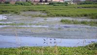 Photo courtesy Austin Water Center for Environmental Research at Hornsby Bend:: ::The Cultural Landscape Foundation