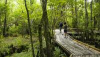 Barataria Preserve, New Orleans, LA