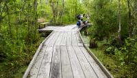 Barataria Preserve, New Orleans, LA