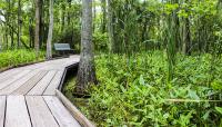 Barataria Preserve, New Orleans, LA