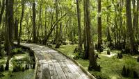 Barataria Preserve, New Orleans, LA