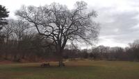 Beaver Brook Reservation, Belmont, MA