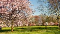 Branch Brook Park, Newark, NJ