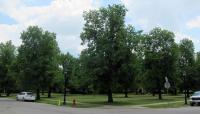 Bidwell Parkway, Buffalo, NY