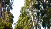 Howard Ralston Eucalyptus Rows, Burlingame, CA