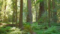 Humboldt State Redwood Park, California State Parks System, CA