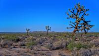 Joshua Trees, California State Parks System, CA