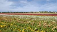 The Flower Fields at Carlsbad, Carlsbad, CA