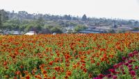 The Flower Fields at Carlsbad, Carlsbad, CA