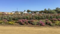 The Flower Fields at Carlsbad, Carlsbad, CA