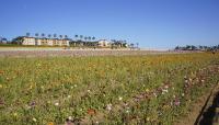 The Flower Fields at Carlsbad, Carlsbad, CA