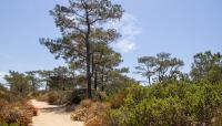 Torrey Pines State Natural Reserve, San Diego, CA