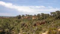 Torrey Pines State Natural Reserve, San Diego, CA