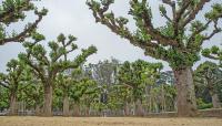 Music Concourse, San Francisco, CA