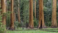 Sequoia National Park, Sierra Nevada Mountain Range, CA
