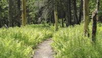 Camden Hills State Park-Lower Sagamore Village, Camden, ME