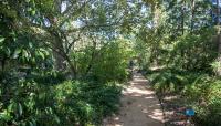 Coker Arboretum, Chapel Hill, NC