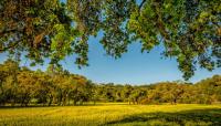 Coyote Valley