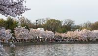 Tidal Basin, West Potomac Park, Washington, D.C.  