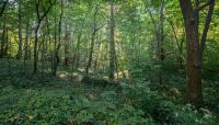 Washington National Cathedral - Olmsted Woods, Washington, D.C.