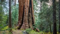 Giant Sequoia, Sierra Nevada Mountain Range, CA