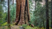 Giant Sequoia, Sierra Nevada Mountain Range, CA