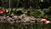 Photo courtesy Flamingo Gardens:: ::The Cultural landscape Foundation