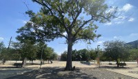 Guadalupe Plaza Park, Houston, TX