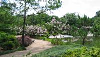 Hermann Park Japanese Garden, Houston, TX 