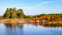 Hog Island Wildlife Management Area, Surry, VA