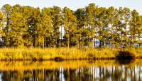 Hog Island Wildlife Management Area, Surry, VA