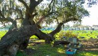 Holt Cemetery, New Orleans, LA