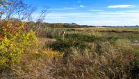 Jamaica Bay Wildlife Refuge, Broad Channel, NY