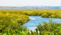 Jamaica Bay Wildlife Refuge, Broad Channel, NY