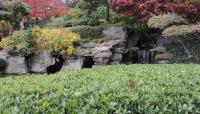 Japanese Hill-and-Pond Garden, Brooklyn, NY 