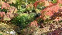 Kykuit Japanese Garden, Sleepy Hollow, NY